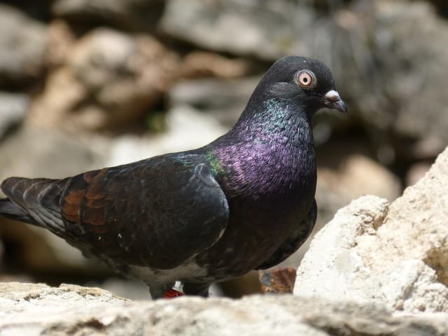 Comment choisir son vol en montgolfière pour des sensations uniques